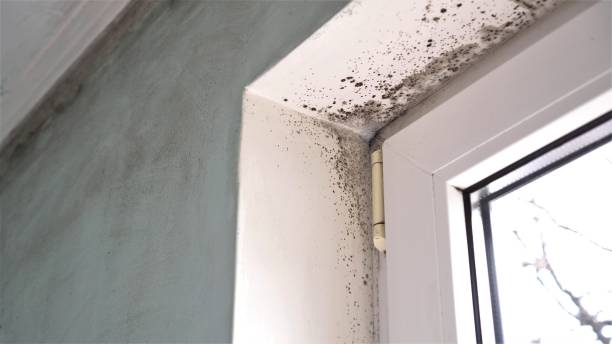 Mold Removal and Inspection in Lakesite, TN