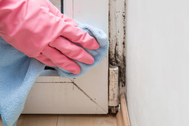 Best Attic Mold Removal  in Lakesite, TN